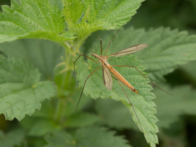 <i class='fa fa-user'></i>&nbsp;Truus Aletta Maan&nbsp;|  Weidelangpootmug&nbsp; <i class='fa fa-eye'>&nbsp;59</i> &nbsp; <i class='fa fa-comment-o'>&nbsp;2</i>