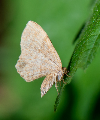 <i class='fa fa-user'></i>&nbsp;pietwil&nbsp;|  Leverkleurige Spanner&nbsp; <i class='fa fa-eye'>&nbsp;52</i> &nbsp; <i class='fa fa-comment-o'>&nbsp;2</i>