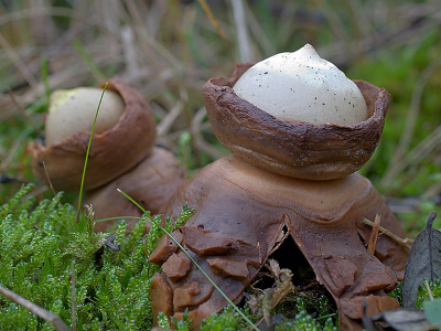 In de duinen, toen ik even een momentje voor mezelf nodig had, zag ik ineens deze aardsterren staan... jammer dat ik die sprietjes niet  eerder gezien had, dan terug op de laptop  (morgen nog maar ff terug om verder te tuinieren)...