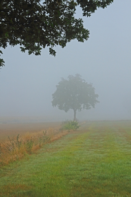 <i class='fa fa-user'></i>&nbsp;Cor&nbsp;|  Mistige morgen&nbsp; <i class='fa fa-eye'>&nbsp;76</i> &nbsp; <i class='fa fa-comment-o'>&nbsp;9</i>