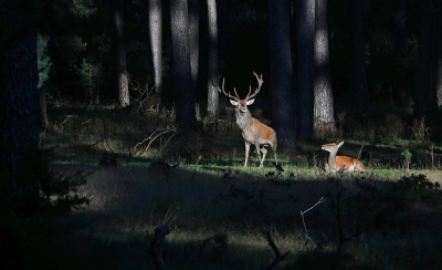 <i class='fa fa-user'></i>&nbsp;nelappelmelk&nbsp;|  Edelhert&nbsp; <i class='fa fa-eye'>&nbsp;194</i> &nbsp;<i class='fa fa-thumbs-up'>&nbsp;11</i> &nbsp; <i class='fa fa-comment-o'>&nbsp;14</i>