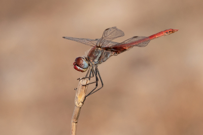 <i class='fa fa-user'></i>&nbsp;Johan van Gurp&nbsp;|  Zwervende Heidelibel&nbsp; <i class='fa fa-eye'>&nbsp;87</i> &nbsp;<i class='fa fa-thumbs-up'>&nbsp;4</i> &nbsp; <i class='fa fa-comment-o'>&nbsp;6</i>