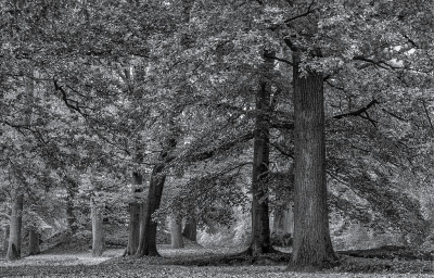 <i class='fa fa-user'></i>&nbsp;Tim Oord&nbsp;|  Herfst&nbsp; <i class='fa fa-eye'>&nbsp;95</i> &nbsp;<i class='fa fa-thumbs-up'>&nbsp;5</i> &nbsp; <i class='fa fa-comment-o'>&nbsp;11</i>