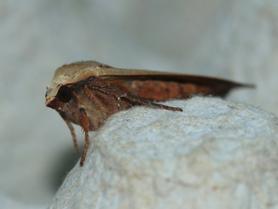 <i class='fa fa-user'></i>&nbsp;Meindert&nbsp;|  Huismoeder&nbsp; <i class='fa fa-eye'>&nbsp;52</i> &nbsp; <i class='fa fa-comment-o'>&nbsp;1</i>