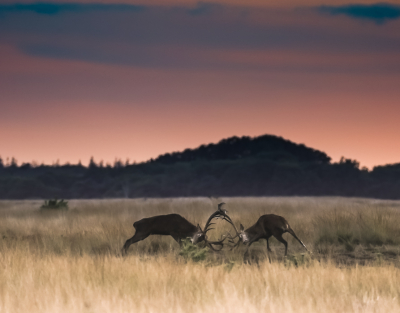 <i class='fa fa-user'></i>&nbsp;David&nbsp;|  Edelhert&nbsp; <i class='fa fa-eye'>&nbsp;157</i> &nbsp;<i class='fa fa-thumbs-up'>&nbsp;2</i> &nbsp; <i class='fa fa-comment-o'>&nbsp;5</i>