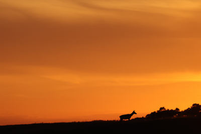 <i class='fa fa-user'></i>&nbsp;David&nbsp;|  Edelhert&nbsp; <i class='fa fa-eye'>&nbsp;78</i> &nbsp;<i class='fa fa-thumbs-up'>&nbsp;2</i> &nbsp; <i class='fa fa-comment-o'>&nbsp;1</i>