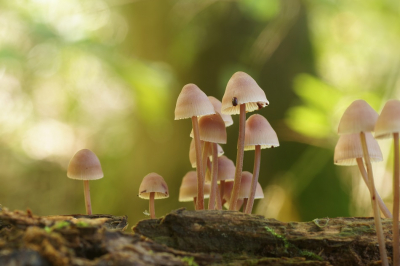 <i class='fa fa-user'></i>&nbsp;Jelle Bakker&nbsp;|  Grote Bloedsteelmycena&nbsp; <i class='fa fa-eye'>&nbsp;76</i> &nbsp;<i class='fa fa-thumbs-up'>&nbsp;2</i> &nbsp; <i class='fa fa-comment-o'>&nbsp;3</i>