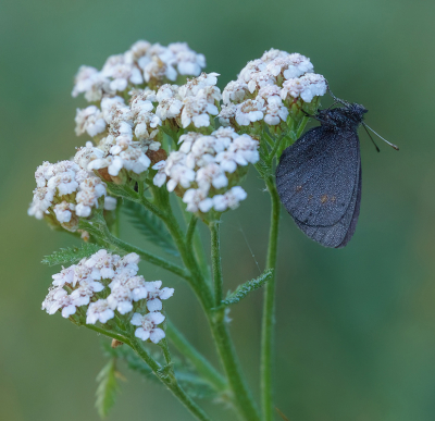 <i class='fa fa-user'></i>&nbsp;Jurgen Maassen&nbsp;|  Erebia sp.&nbsp; <i class='fa fa-eye'>&nbsp;72</i> &nbsp; <i class='fa fa-comment-o'>&nbsp;1</i>