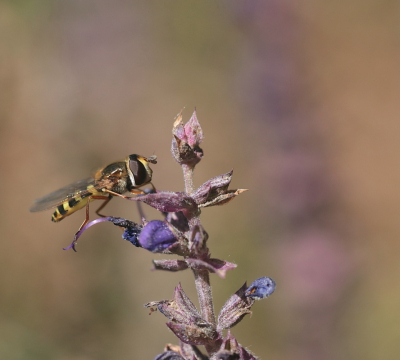 <i class='fa fa-user'></i>&nbsp;rixte&nbsp;|  Terrasjeskommazweefvlieg&nbsp; <i class='fa fa-eye'>&nbsp;75</i> &nbsp; <i class='fa fa-comment-o'>&nbsp;3</i>