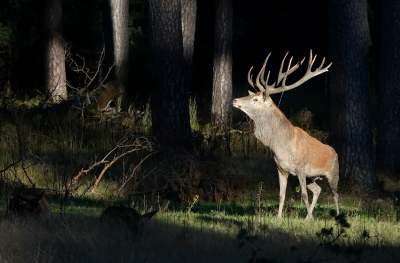 <i class='fa fa-user'></i>&nbsp;nelappelmelk&nbsp;|  Edelhert&nbsp; <i class='fa fa-eye'>&nbsp;129</i> &nbsp;<i class='fa fa-thumbs-up'>&nbsp;3</i> &nbsp; <i class='fa fa-comment-o'>&nbsp;1</i>