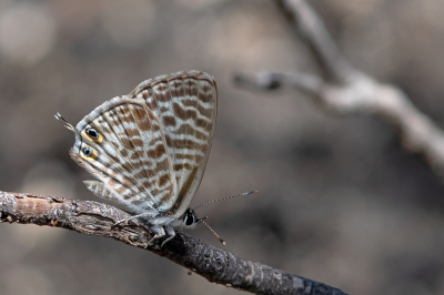 <i class='fa fa-user'></i>&nbsp;Johan van Gurp&nbsp;|  Klein Tijgerblauwtje&nbsp; <i class='fa fa-eye'>&nbsp;104</i> &nbsp;<i class='fa fa-thumbs-up'>&nbsp;4</i> &nbsp; <i class='fa fa-comment-o'>&nbsp;6</i>