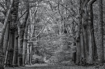 <i class='fa fa-user'></i>&nbsp;Tim Oord&nbsp;|  Bospad&nbsp; <i class='fa fa-eye'>&nbsp;88</i> &nbsp; <i class='fa fa-comment-o'>&nbsp;3</i>