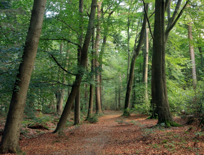 <i class='fa fa-user'></i>&nbsp;Tineke Strijbosch&nbsp;|  Naderende Herfst&nbsp; <i class='fa fa-eye'>&nbsp;63</i> &nbsp; <i class='fa fa-comment-o'>&nbsp;6</i>