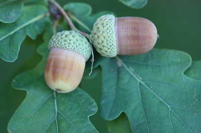 <i class='fa fa-user'></i>&nbsp;Paul Vandebroek&nbsp;|  Zomereik&nbsp; <i class='fa fa-eye'>&nbsp;65</i> &nbsp; <i class='fa fa-comment-o'>&nbsp;3</i>