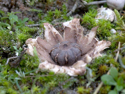 Is dit ook  een aardster, zo  ja, welke dan?
Heb er  geen andere in de omgeving kunnen vinden als deze...