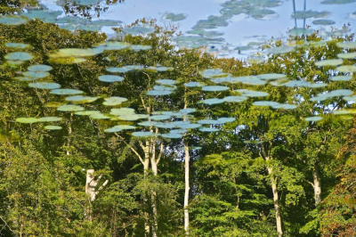 <i class='fa fa-user'></i>&nbsp;hesterb&nbsp;|  Geboomte&nbsp; <i class='fa fa-eye'>&nbsp;120</i> &nbsp;<i class='fa fa-thumbs-up'>&nbsp;2</i> &nbsp; <i class='fa fa-comment-o'>&nbsp;8</i>