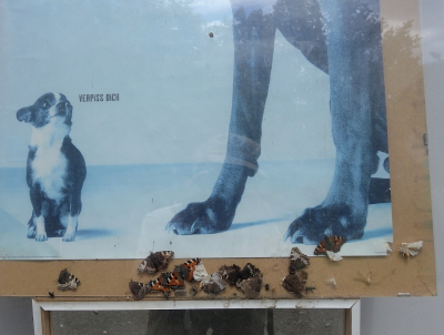 <i class='fa fa-user'></i>&nbsp;sieb&nbsp;|  Kleine Vos&nbsp; <i class='fa fa-eye'>&nbsp;155</i> &nbsp;<i class='fa fa-thumbs-up'>&nbsp;2</i> &nbsp; <i class='fa fa-comment-o'>&nbsp;7</i>