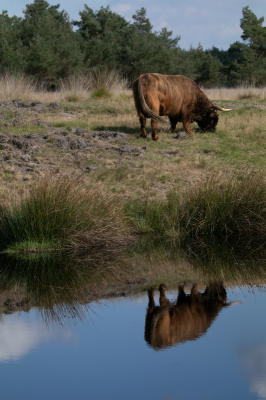 <i class='fa fa-user'></i>&nbsp;Louis56&nbsp;|  Schotse Hooglander&nbsp; <i class='fa fa-eye'>&nbsp;68</i> &nbsp; <i class='fa fa-comment-o'>&nbsp;1</i>