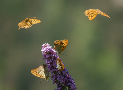 <i class='fa fa-user'></i>&nbsp;Jurgen Maassen&nbsp;|  Keizersmantel&nbsp; <i class='fa fa-eye'>&nbsp;152</i> &nbsp;<i class='fa fa-thumbs-up'>&nbsp;7</i> &nbsp; <i class='fa fa-comment-o'>&nbsp;7</i>