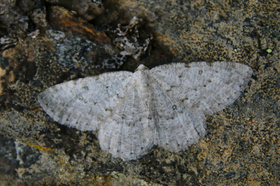 <i class='fa fa-user'></i>&nbsp;Robert Rodenburg&nbsp;|  Heide-oogspanner&nbsp; <i class='fa fa-eye'>&nbsp;70</i> &nbsp;<i class='fa fa-thumbs-up'>&nbsp;1</i> &nbsp; <i class='fa fa-comment-o'>&nbsp;4</i>