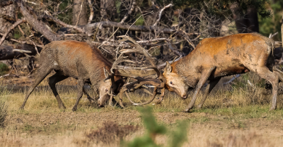 <i class='fa fa-user'></i>&nbsp;David&nbsp;|  Edelhert&nbsp; <i class='fa fa-eye'>&nbsp;112</i> &nbsp;<i class='fa fa-thumbs-up'>&nbsp;1</i> &nbsp; <i class='fa fa-comment-o'>&nbsp;1</i>