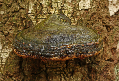 <i class='fa fa-user'></i>&nbsp;Cor&nbsp;|  Echte Tonderzwam&nbsp; <i class='fa fa-eye'>&nbsp;58</i> &nbsp;<i class='fa fa-thumbs-up'>&nbsp;1</i> &nbsp; <i class='fa fa-comment-o'>&nbsp;2</i>