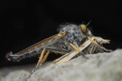 <i class='fa fa-user'></i>&nbsp;tonysettanta&nbsp;|  Bosrandroofvlieg&nbsp; <i class='fa fa-eye'>&nbsp;82</i> &nbsp;<i class='fa fa-thumbs-up'>&nbsp;2</i> &nbsp; <i class='fa fa-comment-o'>&nbsp;7</i>