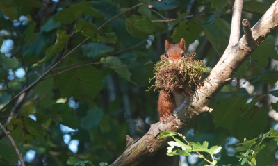 <i class='fa fa-user'></i>&nbsp;nelappelmelk&nbsp;|  Eekhoorn&nbsp; <i class='fa fa-eye'>&nbsp;118</i> &nbsp;<i class='fa fa-thumbs-up'>&nbsp;3</i> &nbsp; <i class='fa fa-comment-o'>&nbsp;6</i>