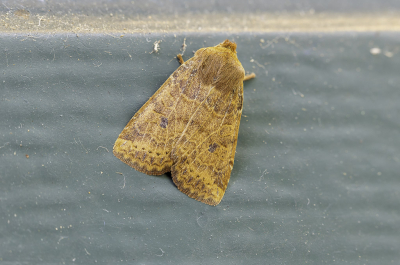 <i class='fa fa-user'></i>&nbsp;Martin Verbeeten&nbsp;|  Bosbesuil&nbsp; <i class='fa fa-eye'>&nbsp;66</i> &nbsp; <i class='fa fa-comment-o'>&nbsp;6</i>