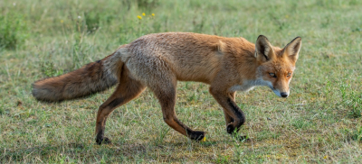 <i class='fa fa-user'></i>&nbsp;pietwil&nbsp;|  Vos&nbsp; <i class='fa fa-eye'>&nbsp;97</i> &nbsp;<i class='fa fa-thumbs-up'>&nbsp;1</i> &nbsp; <i class='fa fa-comment-o'>&nbsp;3</i>