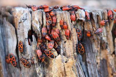 <i class='fa fa-user'></i>&nbsp;Paul Vandebroek&nbsp;|  Vuurwants&nbsp; <i class='fa fa-eye'>&nbsp;87</i> &nbsp;<i class='fa fa-thumbs-up'>&nbsp;1</i> &nbsp; <i class='fa fa-comment-o'>&nbsp;6</i>