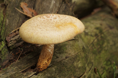 <i class='fa fa-user'></i>&nbsp;Jelle Bakker&nbsp;|  Schubbige Taaiplaat&nbsp; <i class='fa fa-eye'>&nbsp;58</i> &nbsp; <i class='fa fa-comment-o'>&nbsp;1</i>