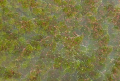 <i class='fa fa-user'></i>&nbsp;rixte&nbsp;|  Creatief met bladeren&nbsp; <i class='fa fa-eye'>&nbsp;86</i> &nbsp;<i class='fa fa-thumbs-up'>&nbsp;2</i> &nbsp; <i class='fa fa-comment-o'>&nbsp;1</i>