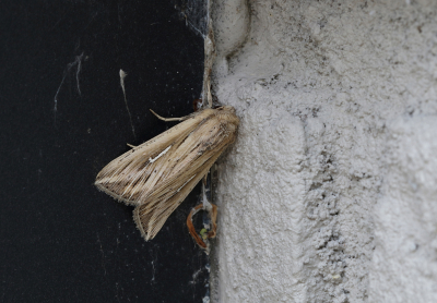 <i class='fa fa-user'></i>&nbsp;Ad Sprang&nbsp;|  Witte-l-uil&nbsp; <i class='fa fa-eye'>&nbsp;70</i> &nbsp;<i class='fa fa-thumbs-up'>&nbsp;1</i> &nbsp; <i class='fa fa-comment-o'>&nbsp;4</i>