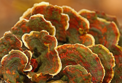 <i class='fa fa-user'></i>&nbsp;Cor&nbsp;|  Waaierkorstzwam&nbsp; <i class='fa fa-eye'>&nbsp;93</i> &nbsp;<i class='fa fa-thumbs-up'>&nbsp;8</i> &nbsp; <i class='fa fa-comment-o'>&nbsp;13</i>