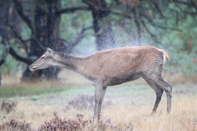 <i class='fa fa-user'></i>&nbsp;Jenne Meijer&nbsp;|  Edelhert&nbsp; <i class='fa fa-eye'>&nbsp;93</i> &nbsp;<i class='fa fa-thumbs-up'>&nbsp;1</i> &nbsp; <i class='fa fa-comment-o'>&nbsp;3</i>