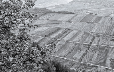 <i class='fa fa-user'></i>&nbsp;Tim Oord&nbsp;|  Herfst in het Moezelgebied&nbsp; <i class='fa fa-eye'>&nbsp;73</i> &nbsp; <i class='fa fa-comment-o'>&nbsp;0</i>