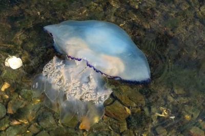 <i class='fa fa-user'></i>&nbsp;A. Soeting&nbsp;|  Zeepaddenstoel&nbsp; <i class='fa fa-eye'>&nbsp;67</i> &nbsp;<i class='fa fa-thumbs-up'>&nbsp;1</i> &nbsp; <i class='fa fa-comment-o'>&nbsp;3</i>