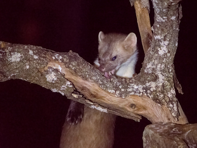 <i class='fa fa-user'></i>&nbsp;Martin Lok&nbsp;|  Steenmarter&nbsp; <i class='fa fa-eye'>&nbsp;115</i> &nbsp;<i class='fa fa-thumbs-up'>&nbsp;3</i> &nbsp; <i class='fa fa-comment-o'>&nbsp;3</i>