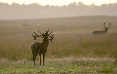 <i class='fa fa-user'></i>&nbsp;Eric Gibcus&nbsp;|  Edelhert&nbsp; <i class='fa fa-eye'>&nbsp;108</i> &nbsp;<i class='fa fa-thumbs-up'>&nbsp;1</i> &nbsp; <i class='fa fa-comment-o'>&nbsp;2</i>