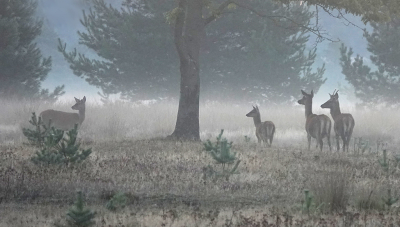 <i class='fa fa-user'></i>&nbsp;nelappelmelk&nbsp;|  Edelhert&nbsp; <i class='fa fa-eye'>&nbsp;156</i> &nbsp;<i class='fa fa-thumbs-up'>&nbsp;9</i> &nbsp; <i class='fa fa-comment-o'>&nbsp;9</i>