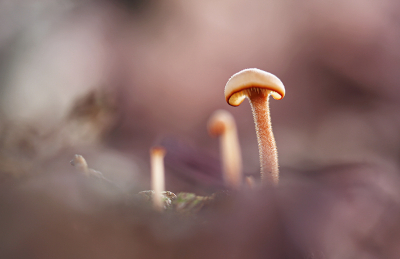 <i class='fa fa-user'></i>&nbsp;Pieter  LJ&nbsp;|  Oorlepelzwam&nbsp; <i class='fa fa-eye'>&nbsp;77</i> &nbsp;<i class='fa fa-thumbs-up'>&nbsp;2</i> &nbsp; <i class='fa fa-comment-o'>&nbsp;2</i>