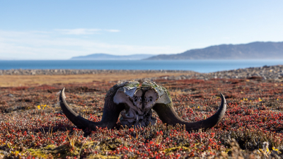 <i class='fa fa-user'></i>&nbsp;Arjen Drost&nbsp;|  Muskusos&nbsp; <i class='fa fa-eye'>&nbsp;130</i> &nbsp; <i class='fa fa-comment-o'>&nbsp;4</i>