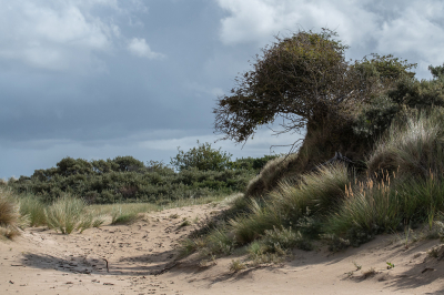 <i class='fa fa-user'></i>&nbsp;Eef Kieft&nbsp;|  Dynamisch duin&nbsp; <i class='fa fa-eye'>&nbsp;70</i> &nbsp;<i class='fa fa-thumbs-up'>&nbsp;1</i> &nbsp; <i class='fa fa-comment-o'>&nbsp;3</i>