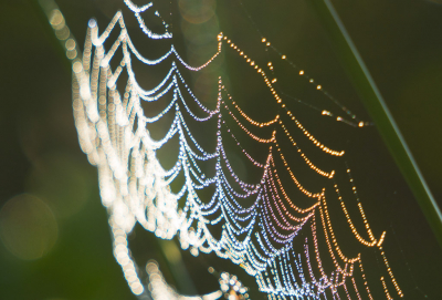 <i class='fa fa-user'></i>&nbsp;Truus Aletta Maan&nbsp;|  Spinnenweb&nbsp; <i class='fa fa-eye'>&nbsp;75</i> &nbsp;<i class='fa fa-thumbs-up'>&nbsp;2</i> &nbsp; <i class='fa fa-comment-o'>&nbsp;3</i>