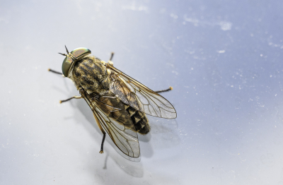 <i class='fa fa-user'></i>&nbsp;PascalK&nbsp;|  Grijze Runderdaas&nbsp; <i class='fa fa-eye'>&nbsp;52</i> &nbsp; <i class='fa fa-comment-o'>&nbsp;1</i>