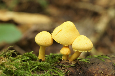 <i class='fa fa-user'></i>&nbsp;Jelle Bakker&nbsp;|  Oranjegele Bundelzwam&nbsp; <i class='fa fa-eye'>&nbsp;57</i> &nbsp; <i class='fa fa-comment-o'>&nbsp;2</i>