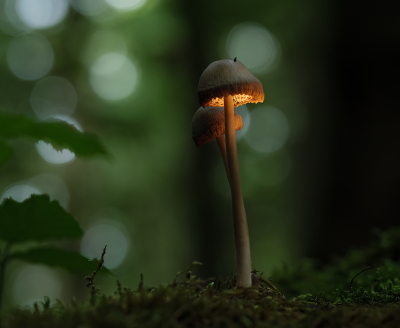 <i class='fa fa-user'></i>&nbsp;Jurgen Maassen&nbsp;|  Mycena sp.&nbsp; <i class='fa fa-eye'>&nbsp;91</i> &nbsp;<i class='fa fa-thumbs-up'>&nbsp;2</i> &nbsp; <i class='fa fa-comment-o'>&nbsp;5</i>