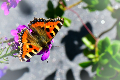 <i class='fa fa-user'></i>&nbsp;Bert Veerman&nbsp;|  Kleine  Vos&nbsp; <i class='fa fa-eye'>&nbsp;59</i> &nbsp;<i class='fa fa-thumbs-up'>&nbsp;1</i> &nbsp; <i class='fa fa-comment-o'>&nbsp;3</i>