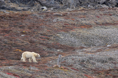 <i class='fa fa-user'></i>&nbsp;Arjen Drost&nbsp;|  IJsbeer&nbsp; <i class='fa fa-eye'>&nbsp;146</i> &nbsp;<i class='fa fa-thumbs-up'>&nbsp;7</i> &nbsp; <i class='fa fa-comment-o'>&nbsp;10</i>